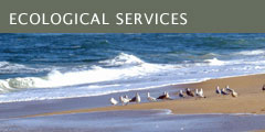 Ecological Services